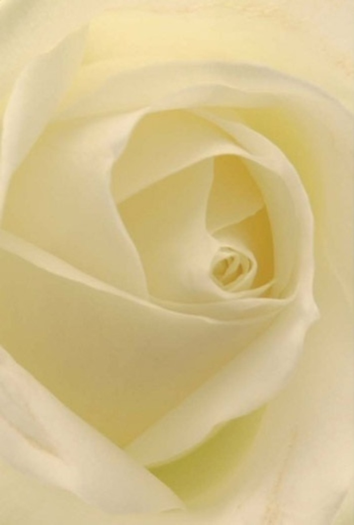 Looking closely at this pristine white rose, expertly crafted at Flowers Kingston Vale, one is taken in by the tranquil layering and quiet sophistication of its form. The petals unfurl in graduated spirals, blending smooth shades of white and cream-tones that seem lit from within by the soft glow filtering through the leafy canopies of Richmond Park nearby. Every gentle shadow adds depth and refinement, transforming the bloom into a living work of art, perfect for expressing enduring love, heartfelt apologies, or as a stunning bridal centrepiece at a local Kingston Vale wedding. The rose's core, nearly geometrical in its near perfection, hints at purity and gentle resilience-elevated by the smallest shifts of warm cream against brilliant white. The overall impression is of serene fragrance and understated luxury, qualities that have made this style of rose bouquet a signature of Kingston Vale floristry. Each detail, from the texture of its petals to its graceful shape, captures the spirit and dedication of a seasoned local florist, connecting moments of beauty and emotion throughout the community.
